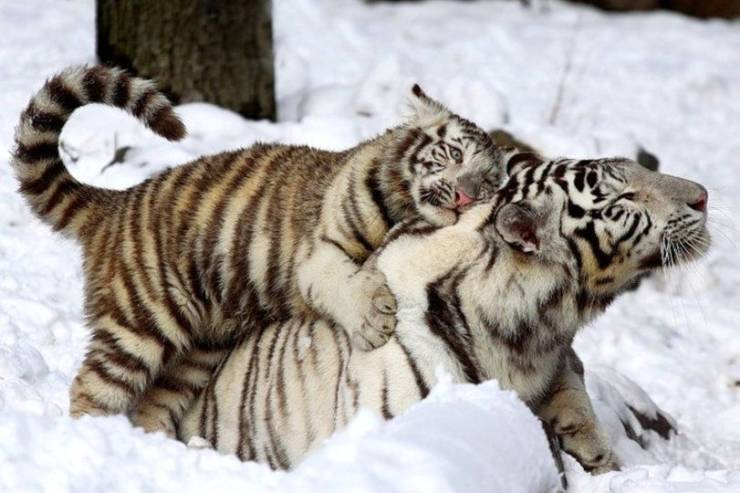 white tiger hug