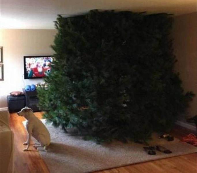 tree too big for room