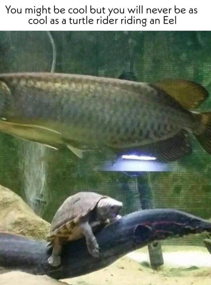 shell boi doin a yeehaw - You might be cool but you will never be as cool as a turtle rider riding an Eel