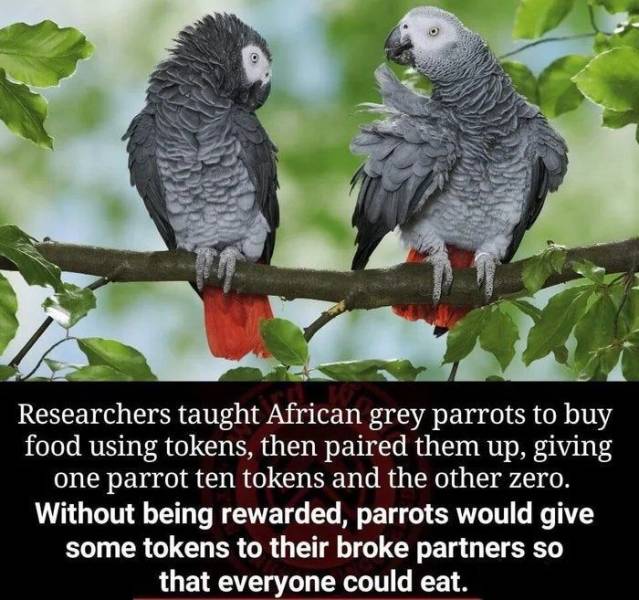 Parrot - Researchers taught African grey parrots to buy food using tokens, then paired them up, giving one parrot ten tokens and the other zero. Without being rewarded, parrots would give some tokens to their broke partners so that everyone could eat.