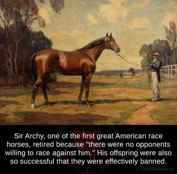 weird facts - Sir Archy, one of the first great American race horses, retired because "there were no opponents willing to race against him." His offspring were also so successful that they were effectively banned. fb.comfactsweird