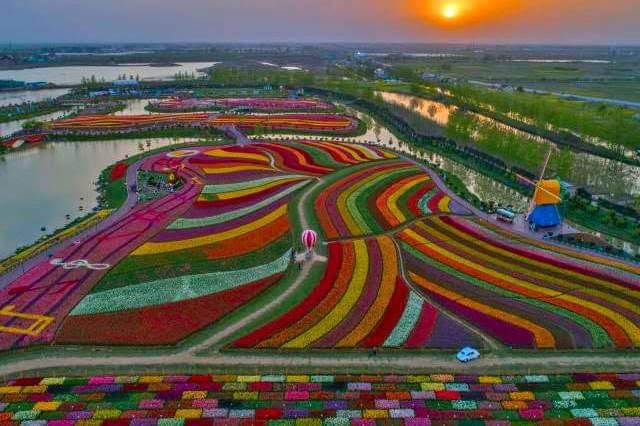tulip fields netherlands