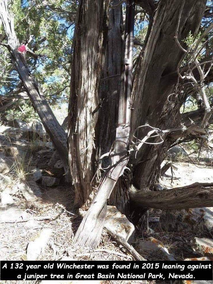 132 year old winchester - A 132 year old Winchester was found in 2015 leaning against a juniper tree in Great Basin National Park, Nevada. Van