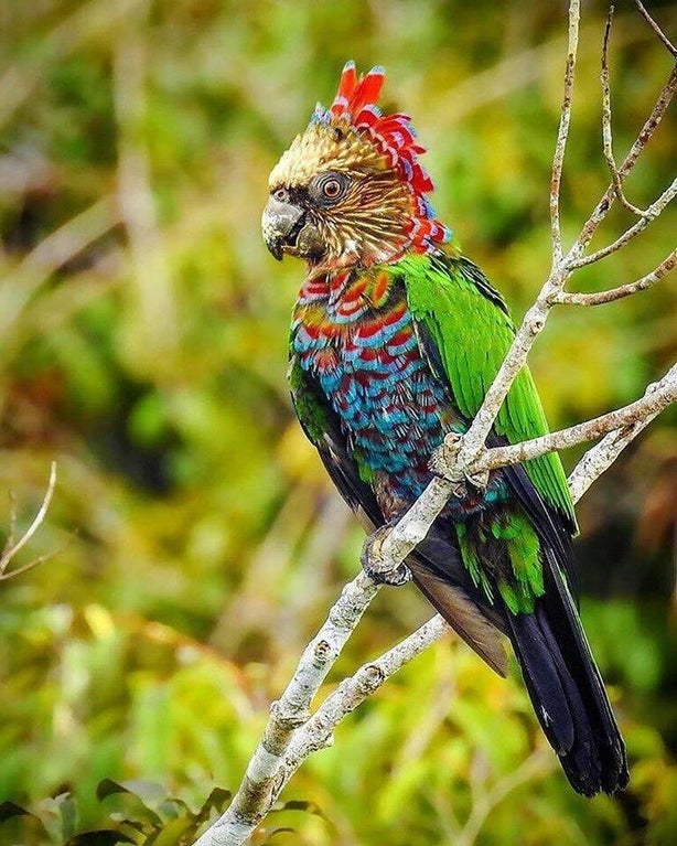 red fan parrot