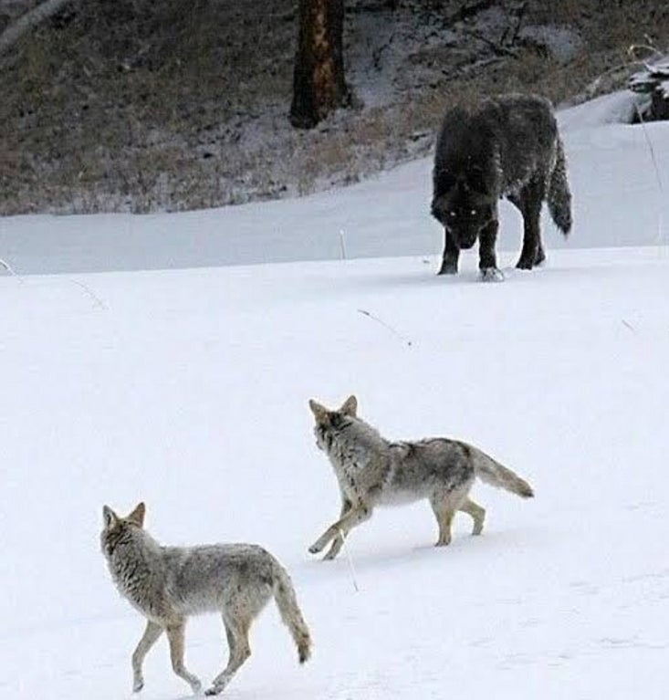 wolf vs coyote