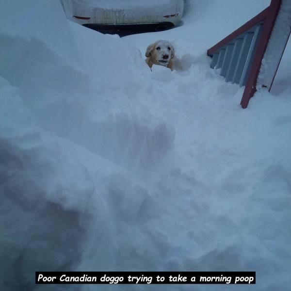 snow - Poor Canadian doggo trying to take a morning poop