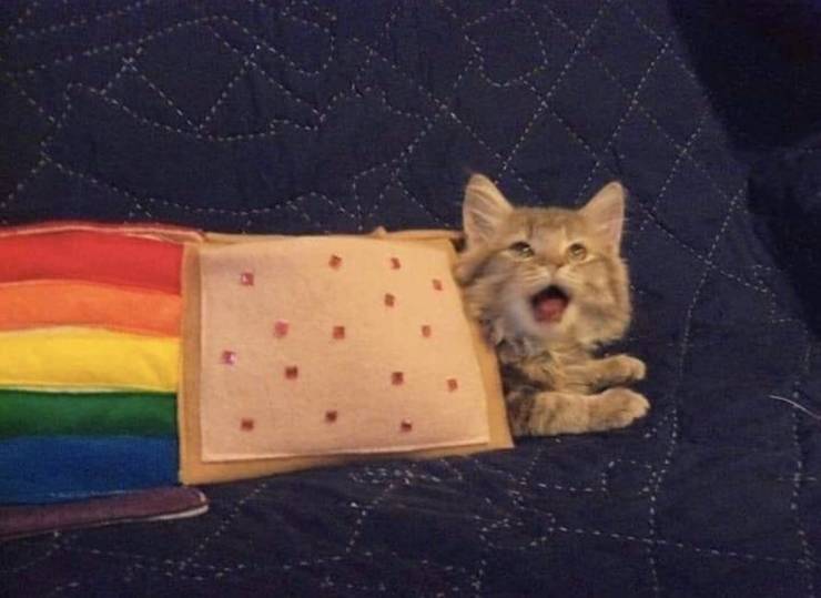 nyan cat cute