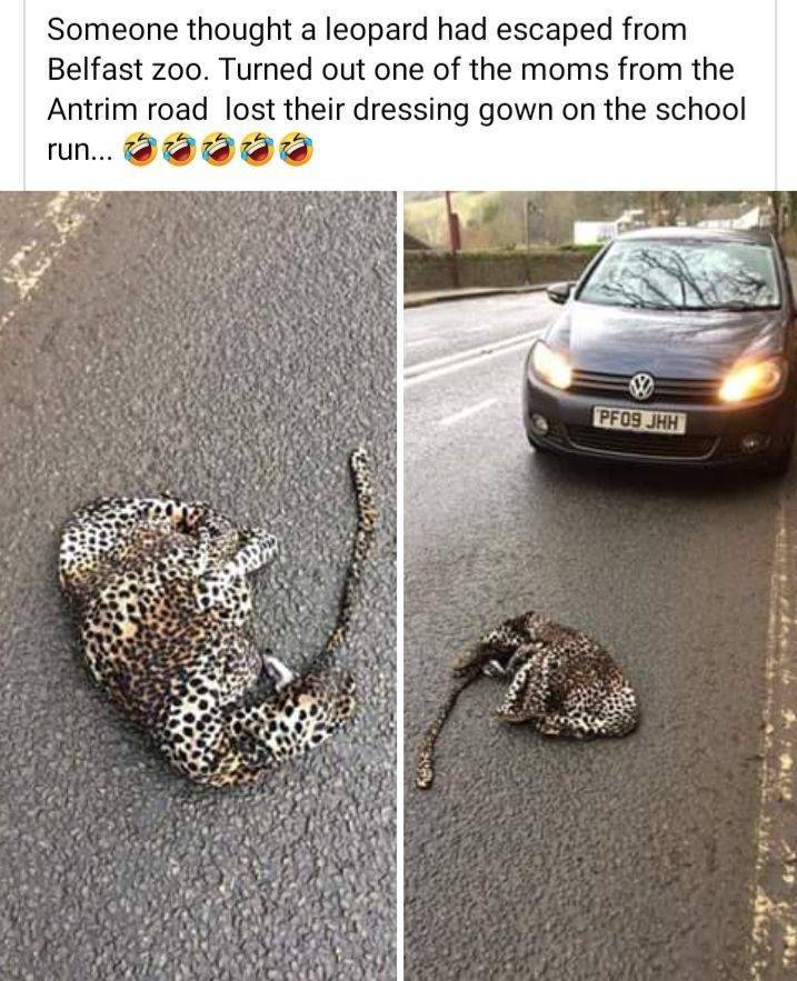 Belfast Zoo - Someone thought a leopard had escaped from Belfast zoo. Turned out one of the moms from the Antrim road lost their dressing gown on the school run... abah Pfos Jhh