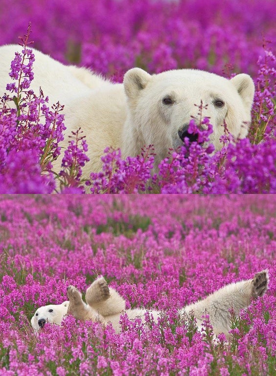 polar bear in flowers