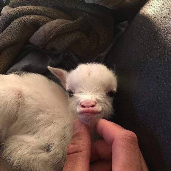 baby goat face