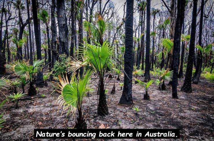 vegetation - Nature's bouncing back here in Australia.
