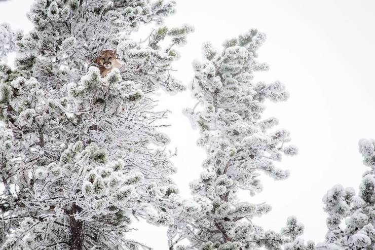 mountain lion in snow tree - J