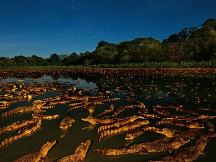 national geographic caiman