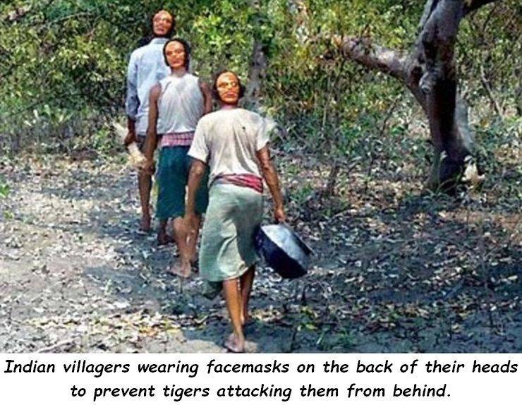 indian tiger mask - Indian villagers wearing facemasks on the back of their heads to prevent tigers attacking them from behind.