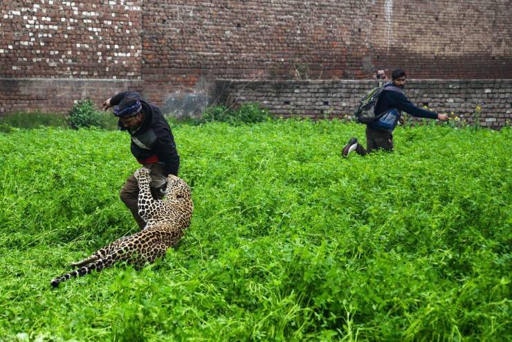 man fleeing from leopard