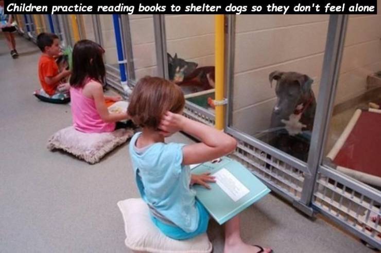 kids reading to dogs - Children practice reading books to shelter dogs so they don't feel alone