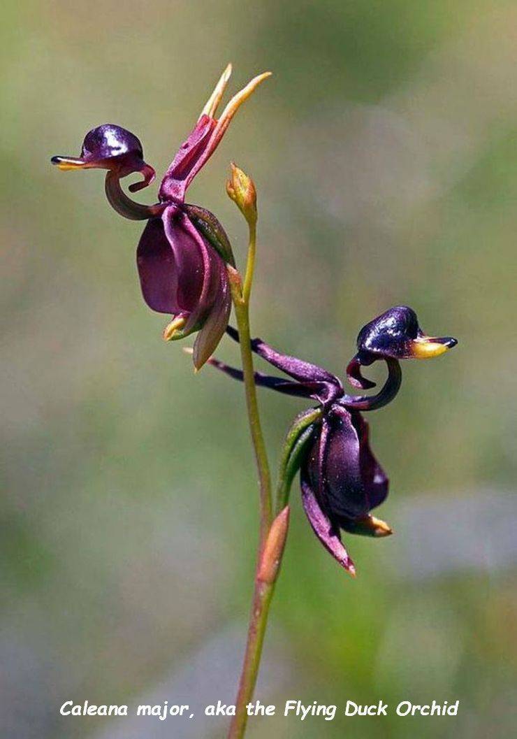 unique flowers - Caleana major, aka the Flying Duck Orchid