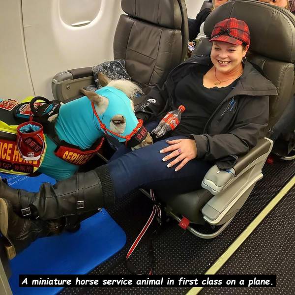 Airplane - Ve TVi. Oph A miniature horse service animal in first class on a plane.