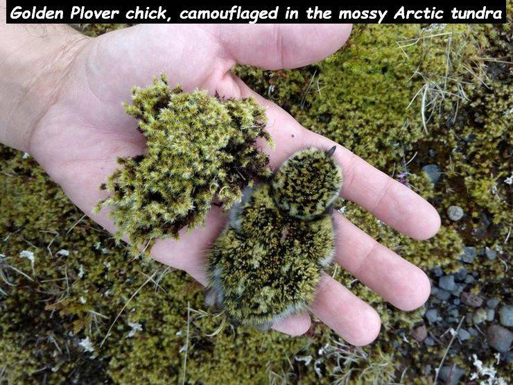 plover hatchling - Golden Plover chick, camouflaged in the mossy Arctic tundra