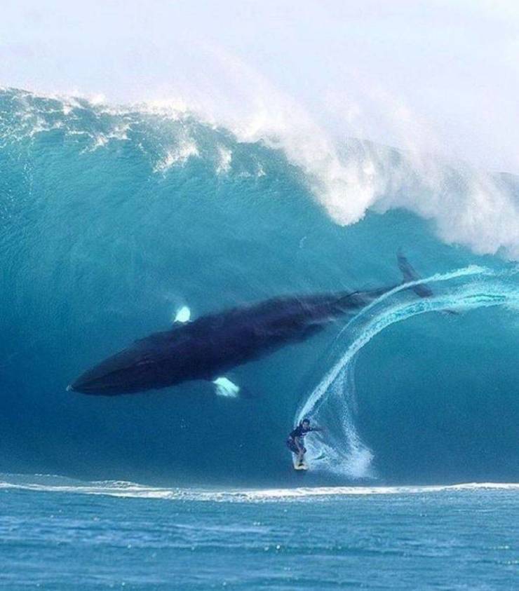 surfing with whale