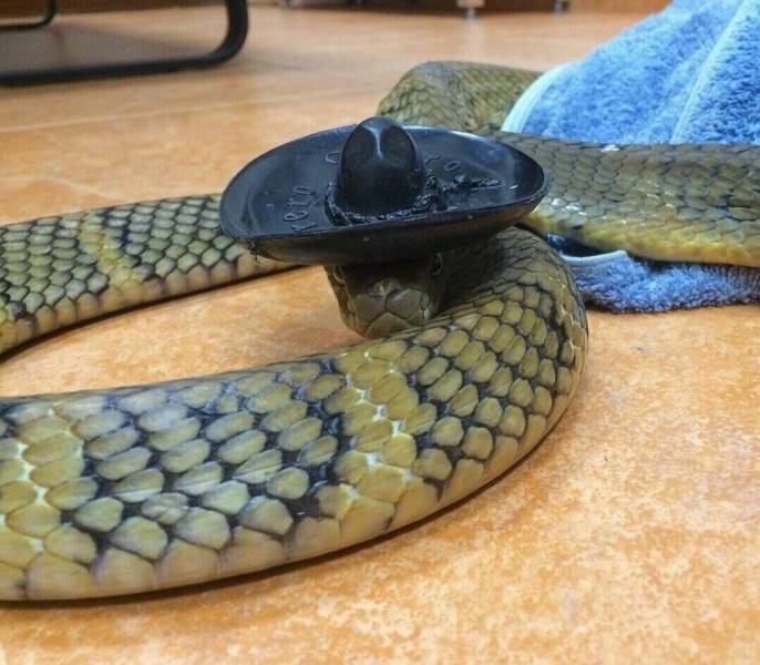 snake in a sombrero