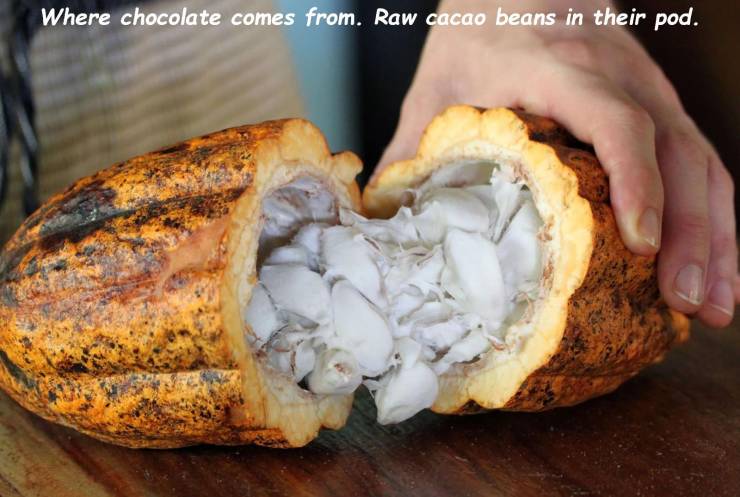 inside cacao pod - Where chocolate comes from. Raw cacao beans in their pod.
