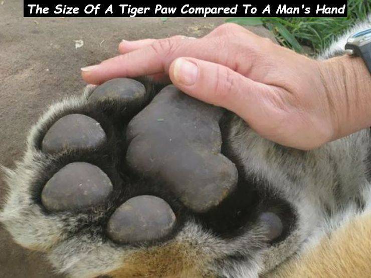 tiger paw vs human hand - The Size Of A Tiger Paw Compared To A Man's Hand