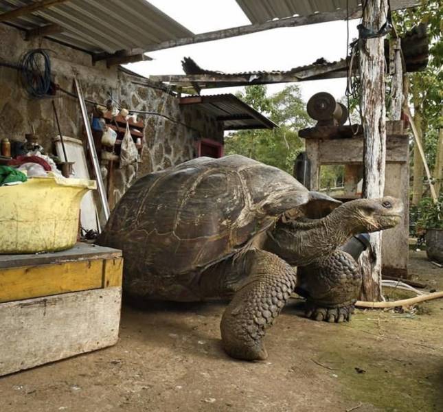 huge tortoise