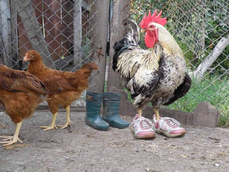rooster sneakers