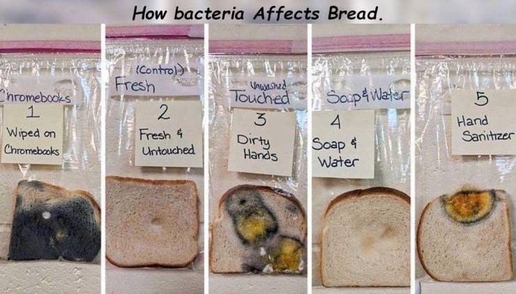 bread hand washing experiment - How bacteria Affects Bread. Control Fresh E Chromebooks 1 Wiped on Chromebooks 2 Fresh & Untouched Unwashed Touched Soup & Water A4 Soap 4 Hands Water Hand Sanitizer Dirty