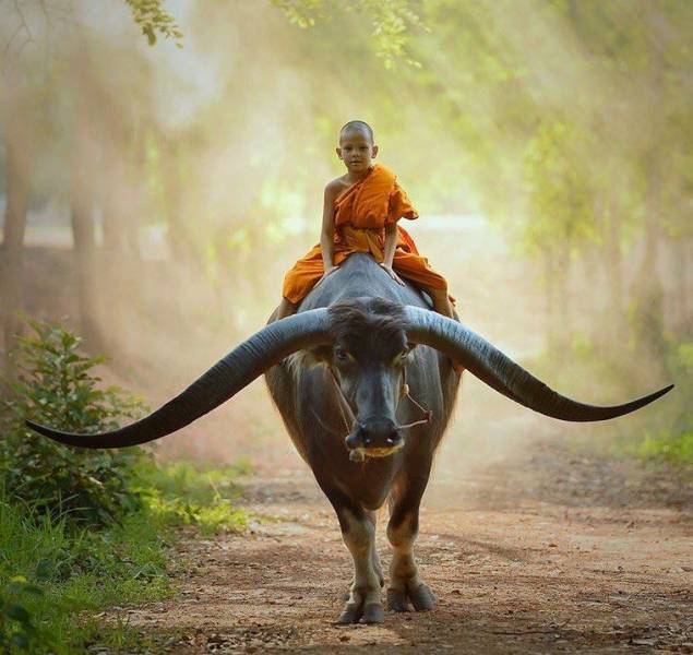 monks with animals