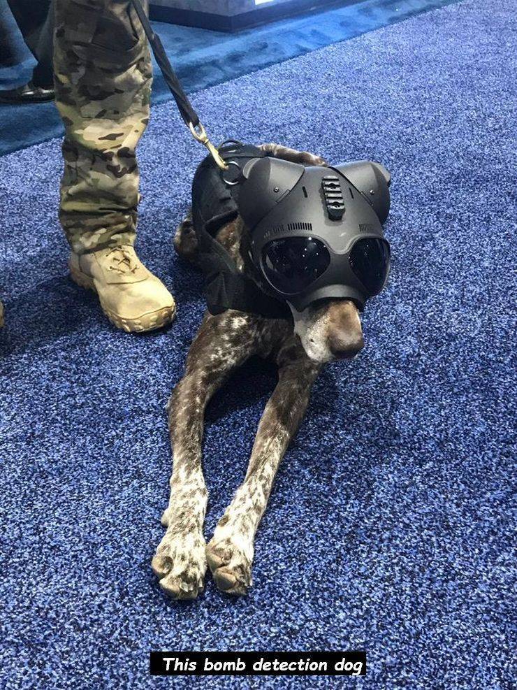 This bomb detection dog A