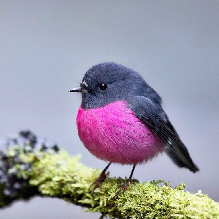 pink robin