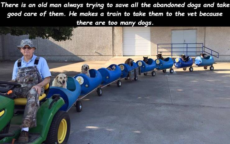 man builds dog train - There is an old man always trying to save all the abandoned dogs and take good care of them. He makes a train to take them to the vet because there are too many dogs.