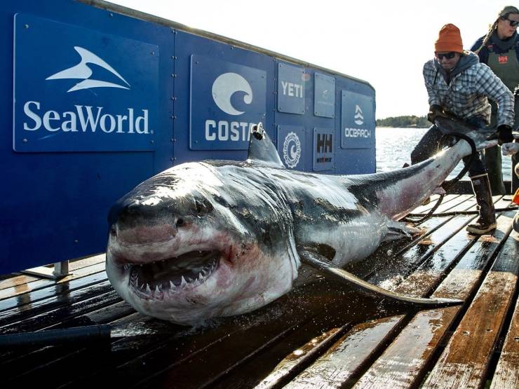 great white shark - SeaWorld Costas