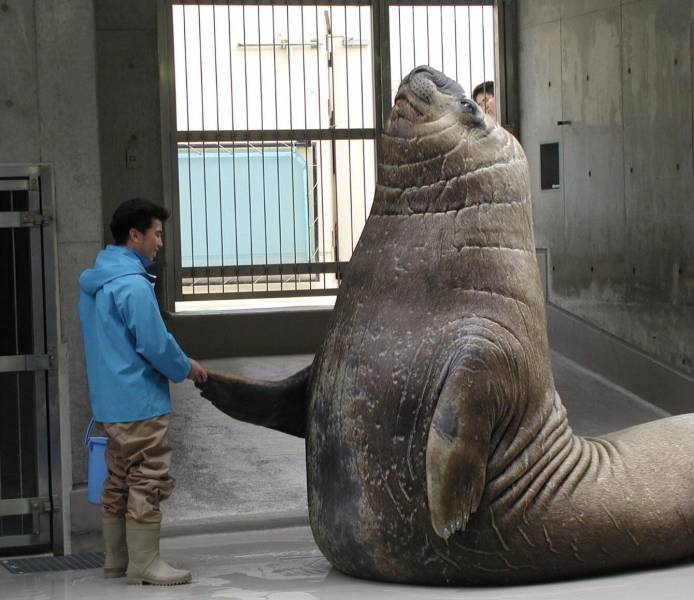 elephant seal size comparison