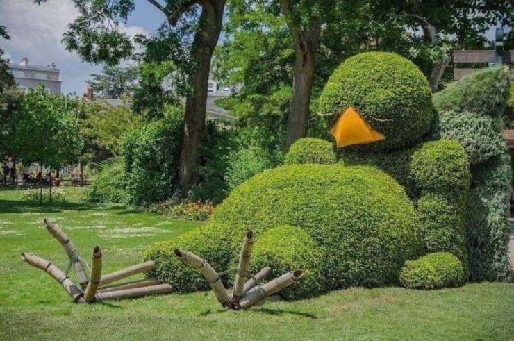kind of plants are used for topiary