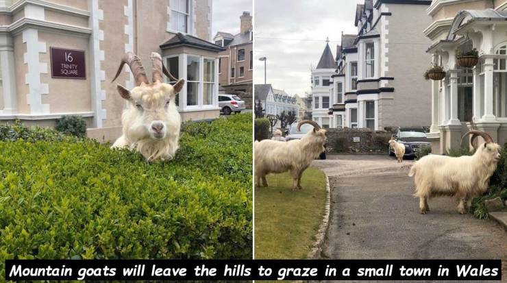 goat - Truty Mountain goats will leave the hills to graze in a small town in Wales