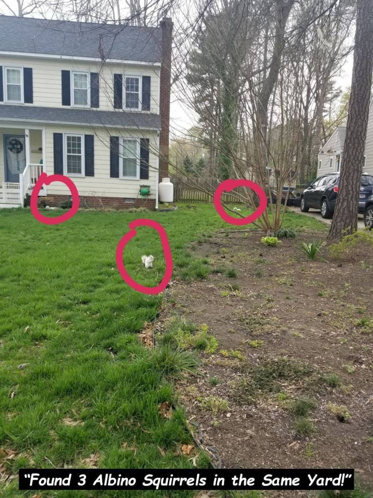 yard - "Found 3 Albino Squirrels in the Same Yard!"