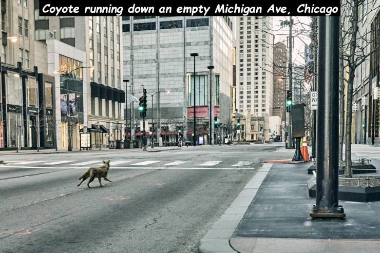 cool and random pics - urban area - Coyote running down an empty Michigan Ave, Chicago