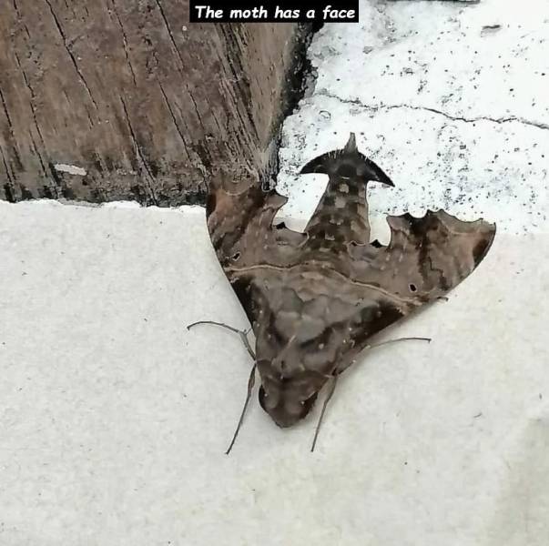 cool and random pics - Photograph - The moth has a face