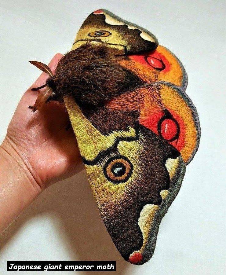cool and random pics - japanese giant emperor moth - Japanese giant emperor moth