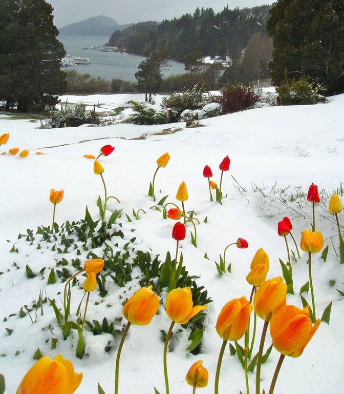 tulip blooming in the snow