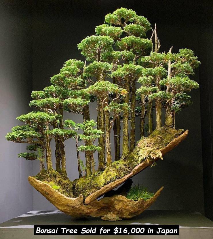 bonsai forest - Bonsai Tree Sold for $16,000 in Japan