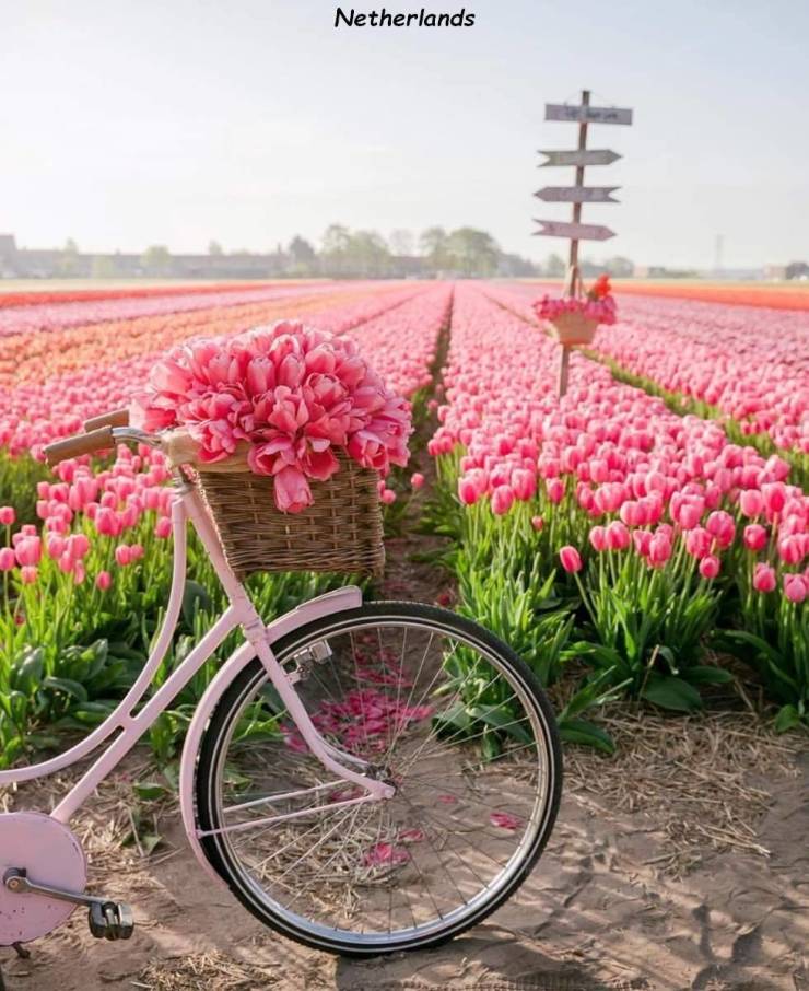 spring - Netherlands