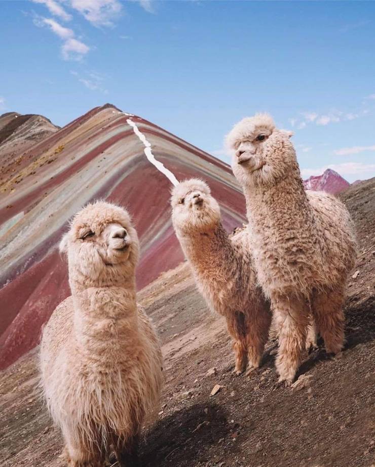 rainbow mountains alpacas