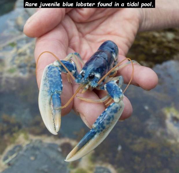 lobster uk - Rare juvenile blue lobster found in a tidal pool.