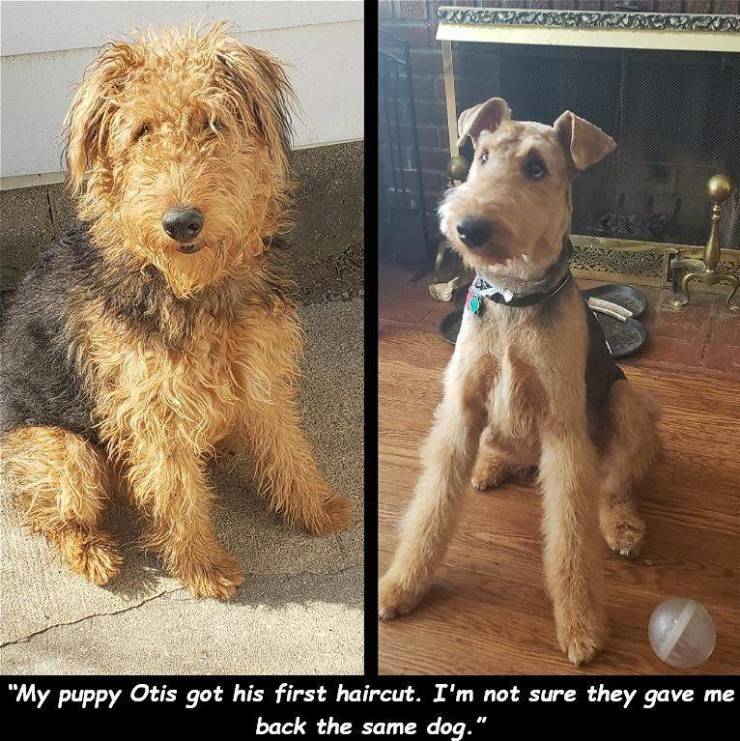 welsh terrier - Sara "My puppy Otis got his first haircut. I'm not sure they gave me back the same dog."