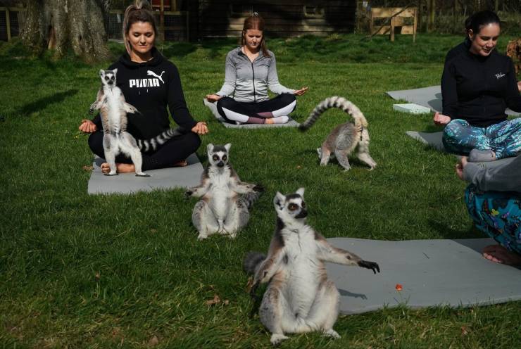 lemur yoga - Purar