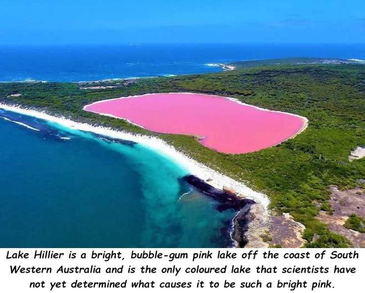 lake hillier - Lake Hillier is a bright, bubblegum pink lake off the coast of South Western Australia and is the only coloured lake that scientists have not yet determined what causes it to be such a bright pink.